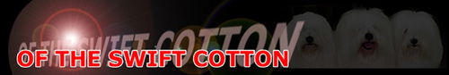Ontdek de "Cotton De Tulear" 